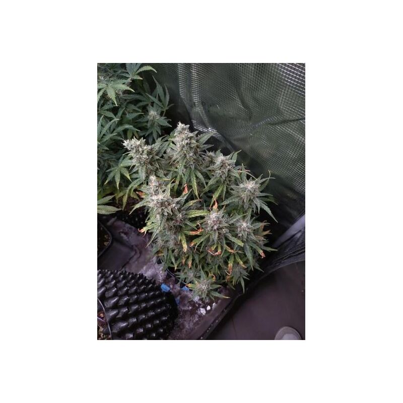 Thin Mint x Sour Pinot auto, Фасовка: 5, изображение 4